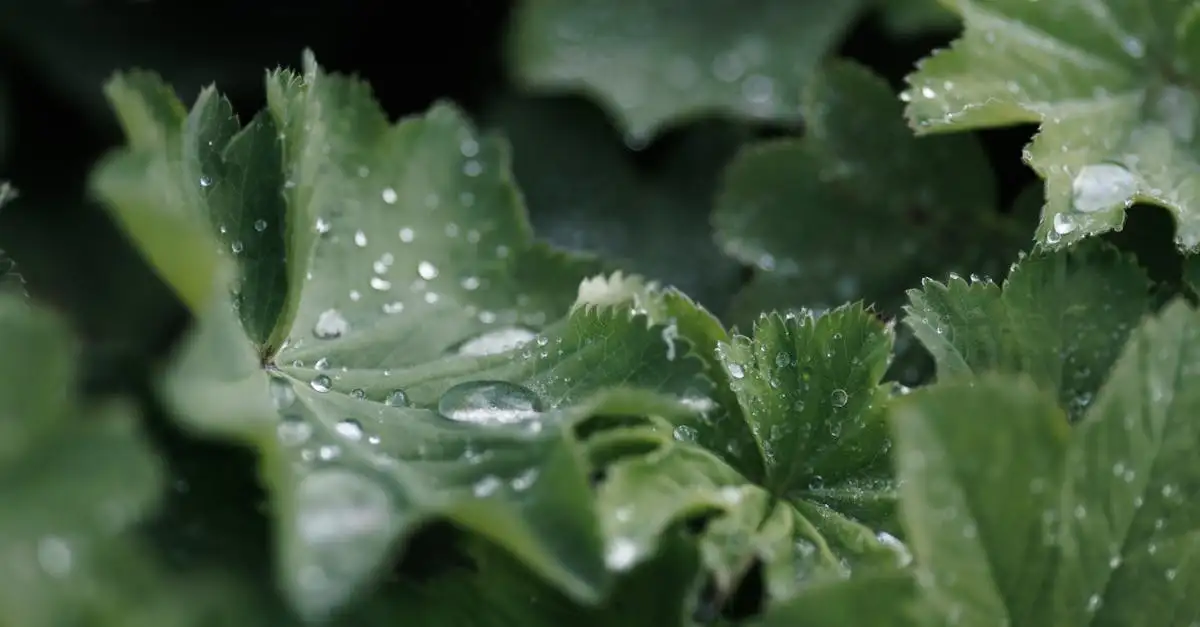 Tuinplanten kopen: tips en inspiratie op YouTube