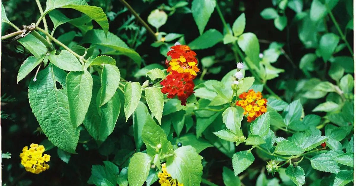 Lantana tuinplanten kopen | Sterke en kleurrijke planten