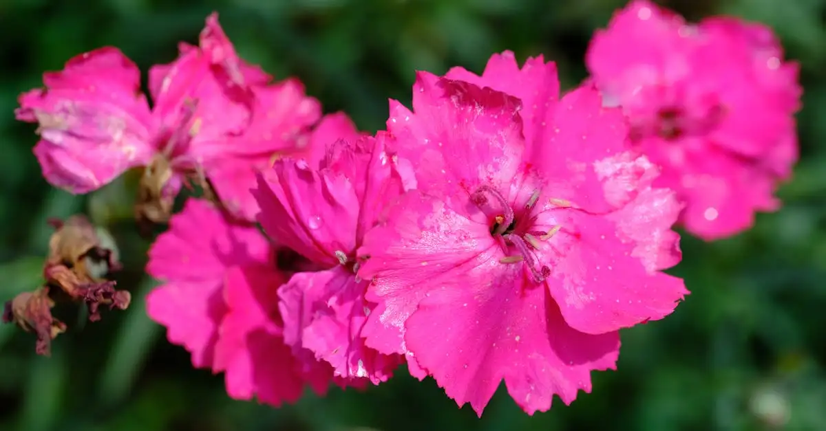 Tuinplant met tien letters voor uw groene tuin