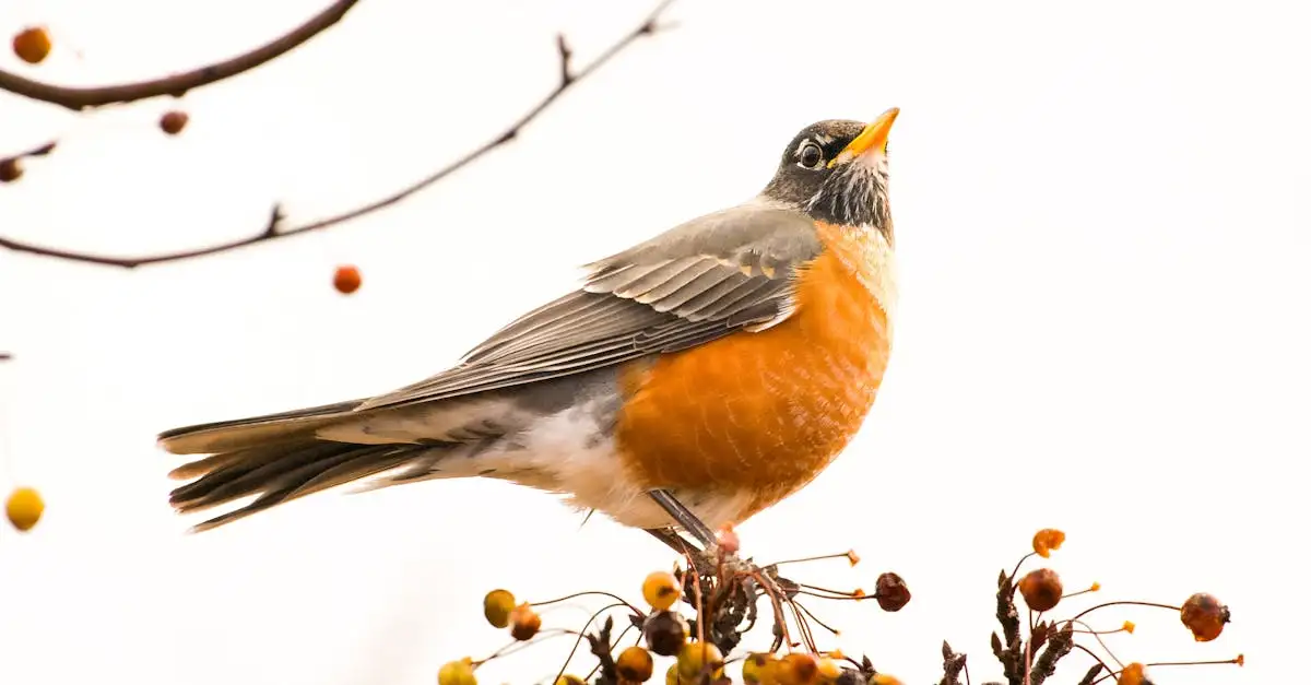 Tuinplant met rode bessen over datum: wat nu?