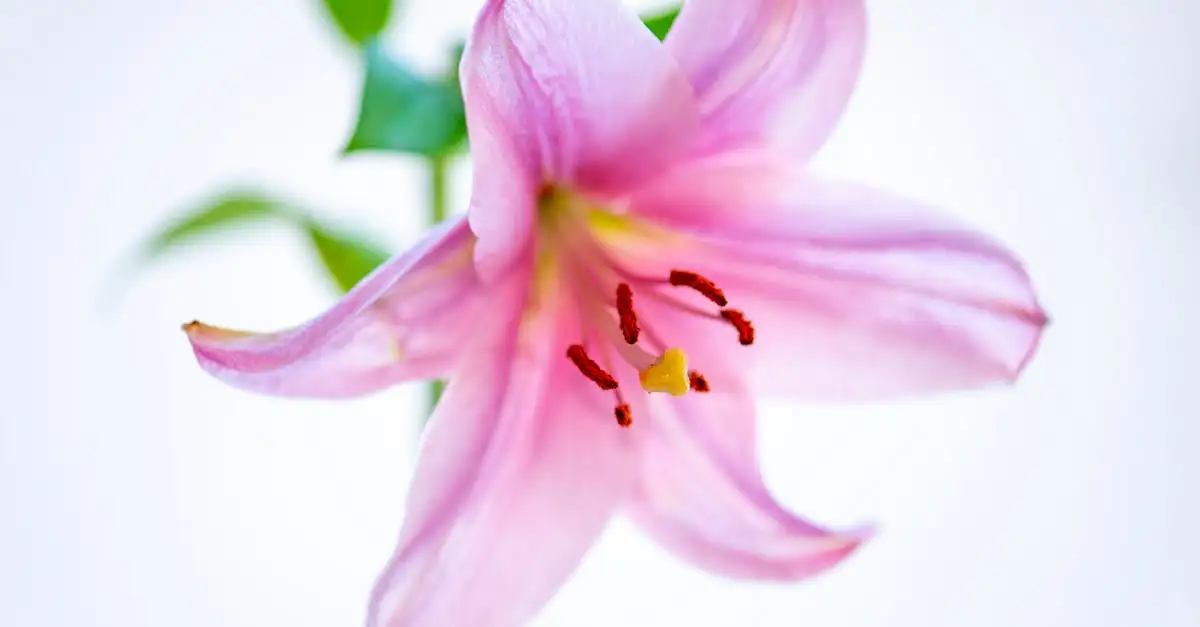 Tuinplant met roze bloemen voor uw tuin
