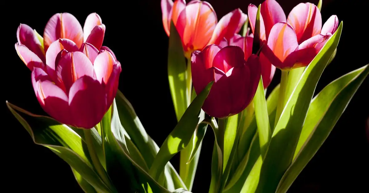 Review: de mooiste tuinplanten met roze bloemen.