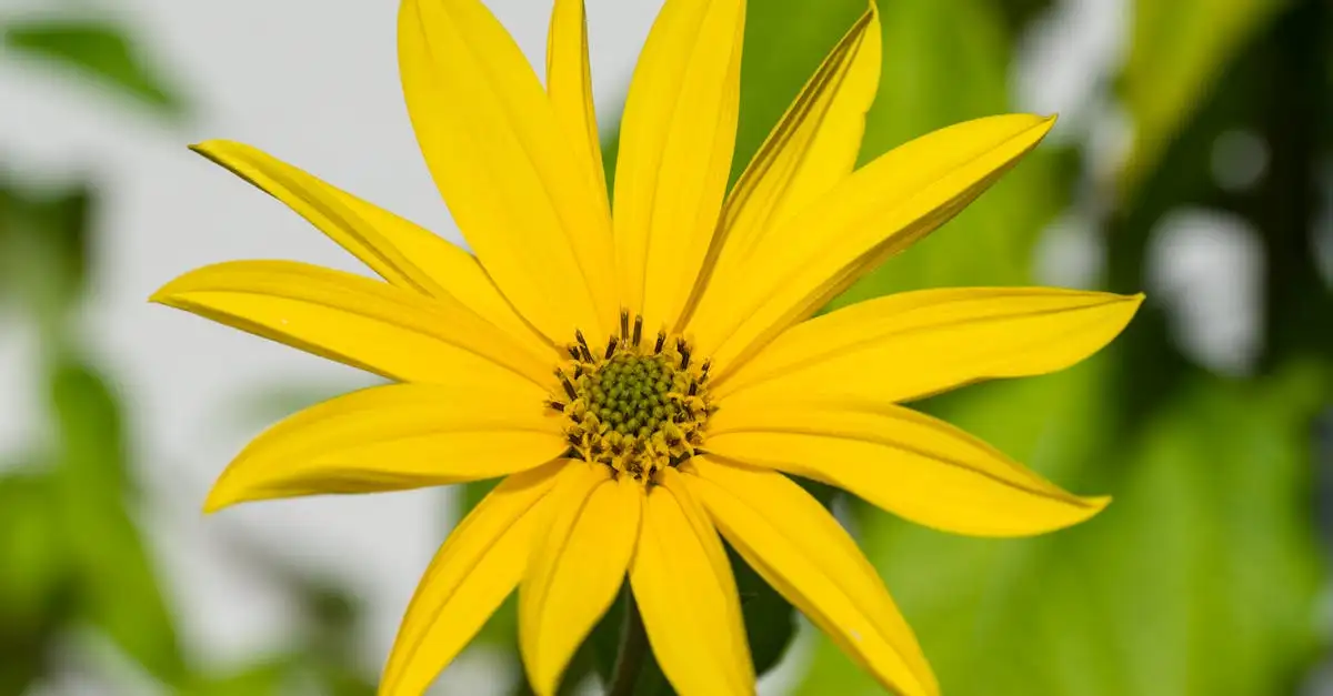 Tuinplant nl kortingscode