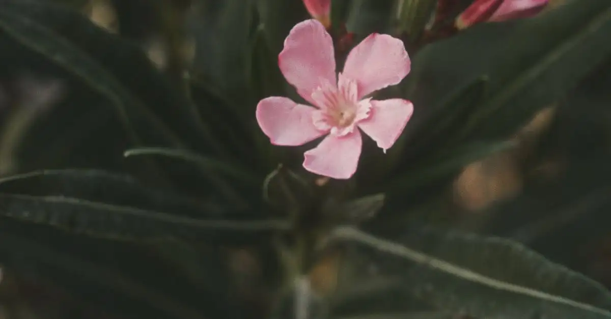 Ontdek de prachtige oleander: de ideale tuinplant
