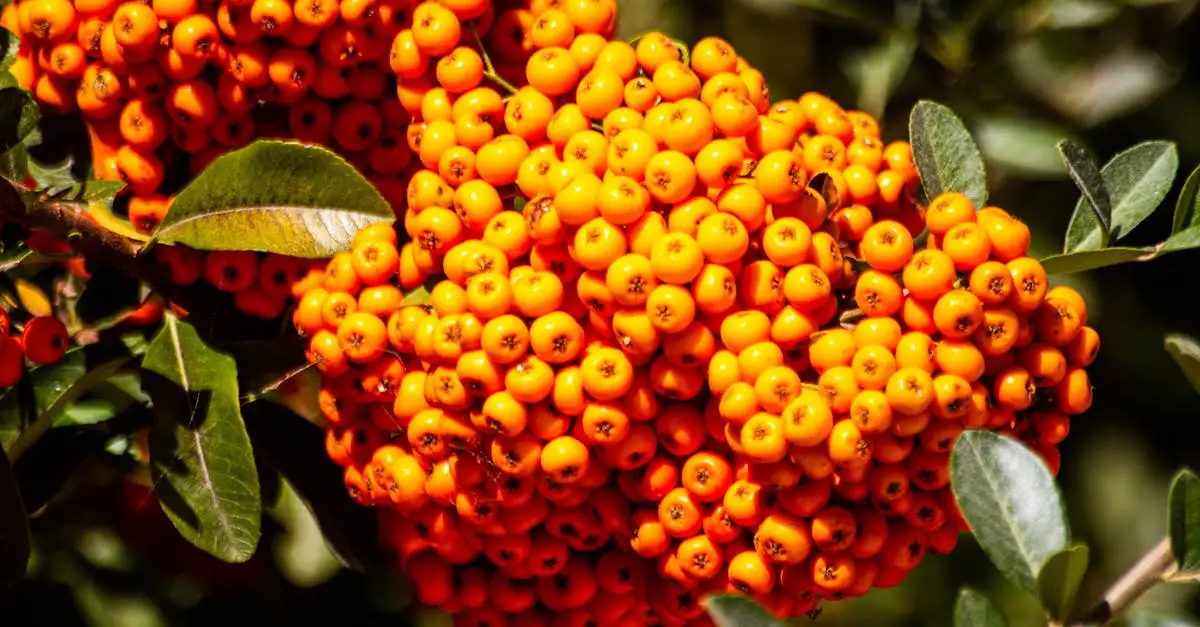 Tuinplanten met opvallende oranje bessen voor uw tuin