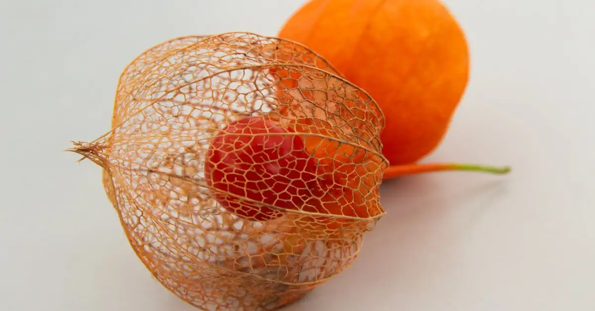 Oranje lampion plant kopen | Sierlijke tuinplant voor kleur