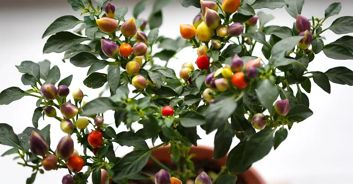 Prachtige rode tuinplanten voor een kleurrijke tuin
