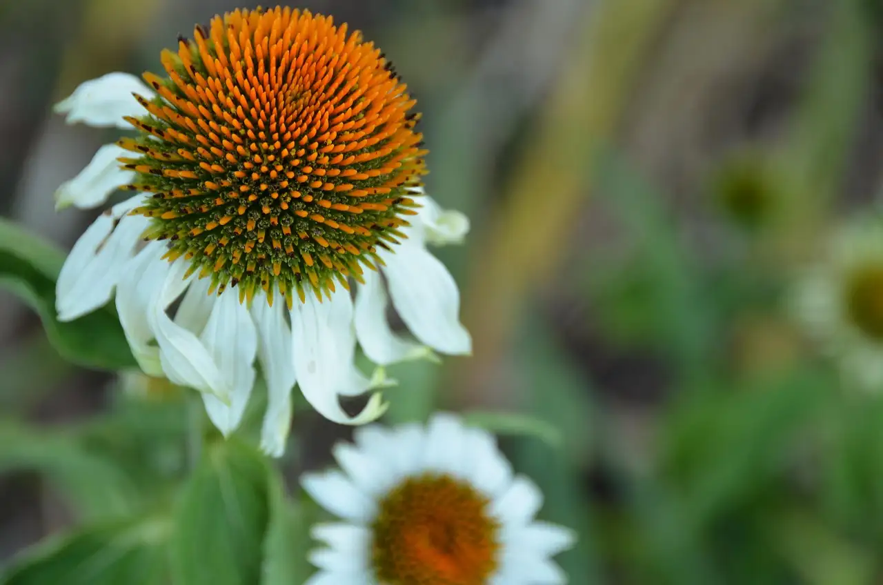 Tuinplant rood kruis kopen | Planten voor uw tuin