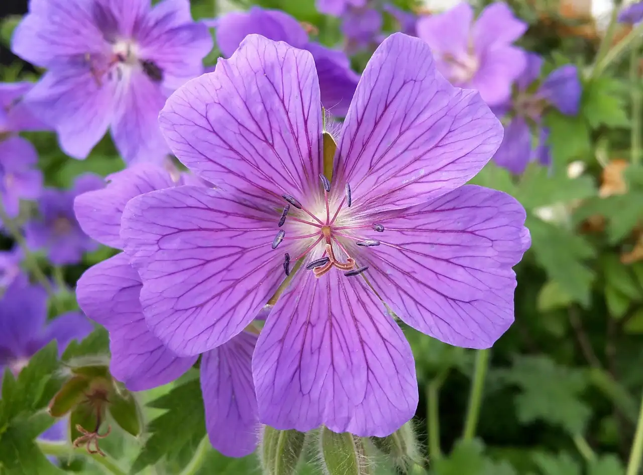 Tuinplant sprieten