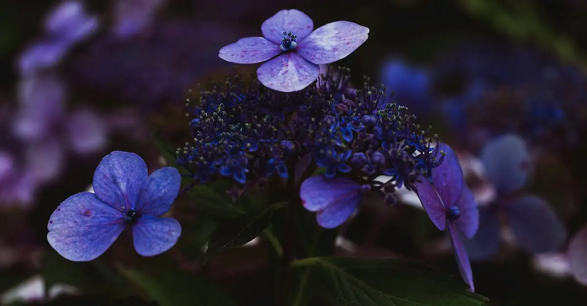 Tuinplanten die weinig water nodig hebben voor uw tuin