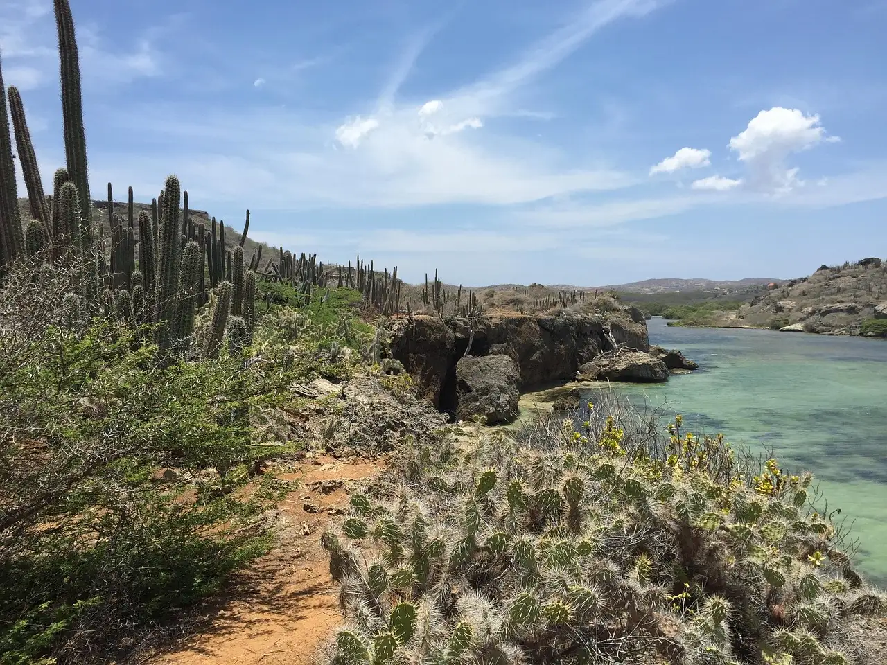 Witte tuinplanten van Curaçao kopen en verzorgen