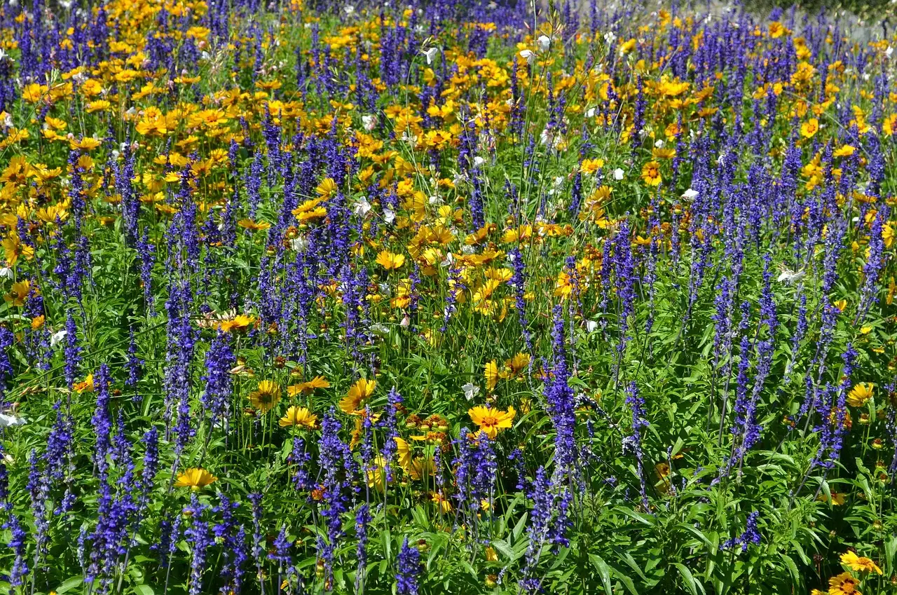 Ontdek prachtige tuinplanten met witte bloemen in Kenia.