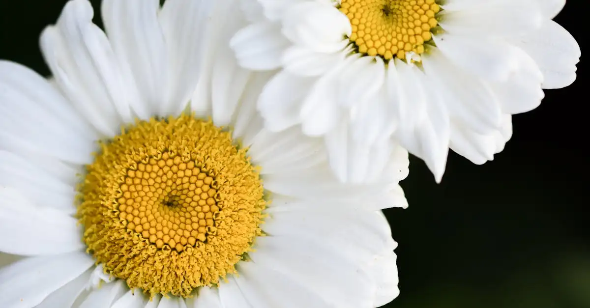 Witte tuinplanten kopen voor een mooie bloei in Nederland