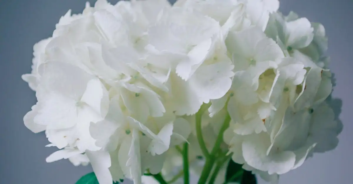 Witte tuinplanten: wanneer bloeien ze en hoe verzorg je ze?