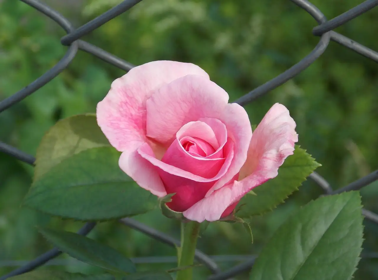 Tuinplant op stam
