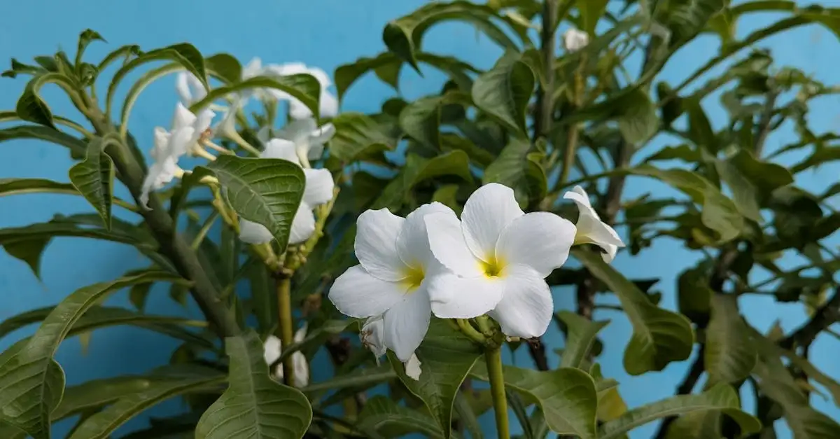 Vuurpijl tuinplant kopen voor een kleurrijke tuin
