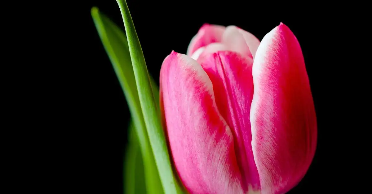 Ontdek de mooiste Nederlandse tuindecoratie voor uw tuin
