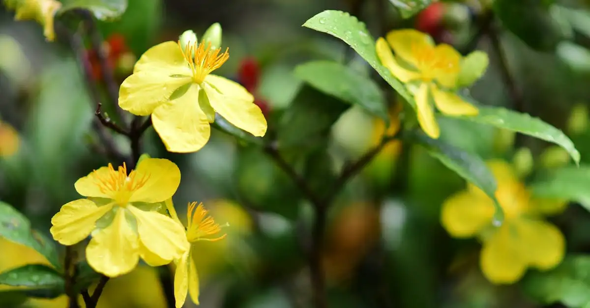 Welke tuinplant bloeit het langst? Ontdek de langst