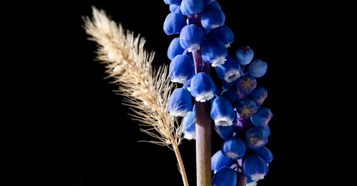 Tuinplant op stam winterhard