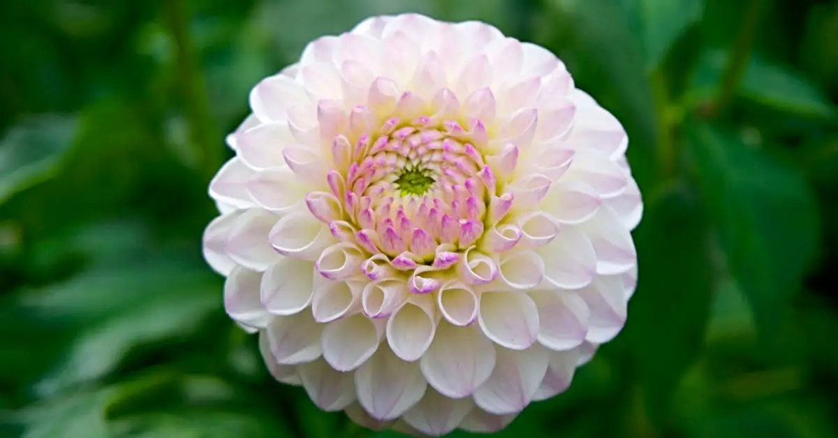 Witte bloem tuinplant
