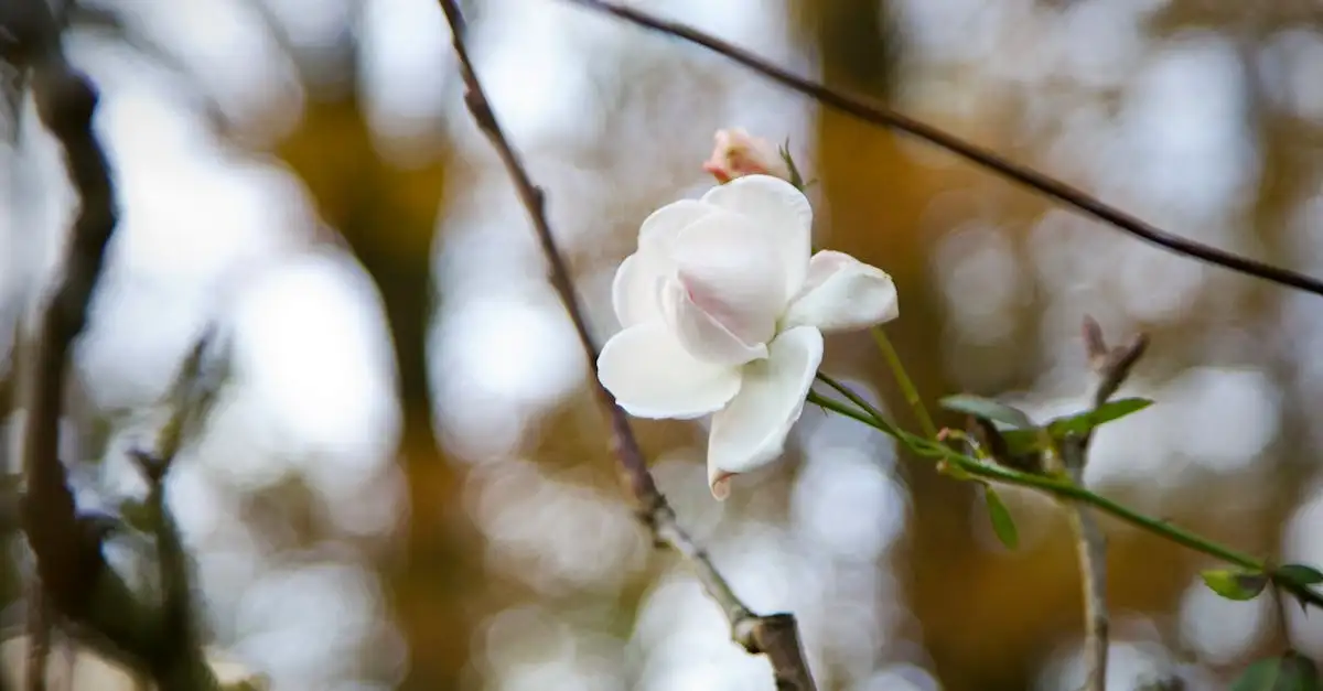 Tuinplant met witte bloem