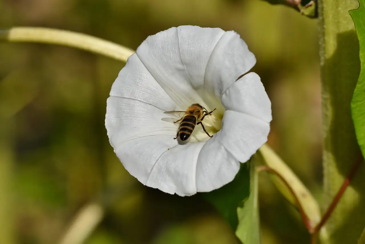 Tuinplant met grote witte kelken