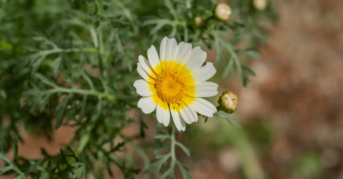 Tuinplant witte bloemetjes