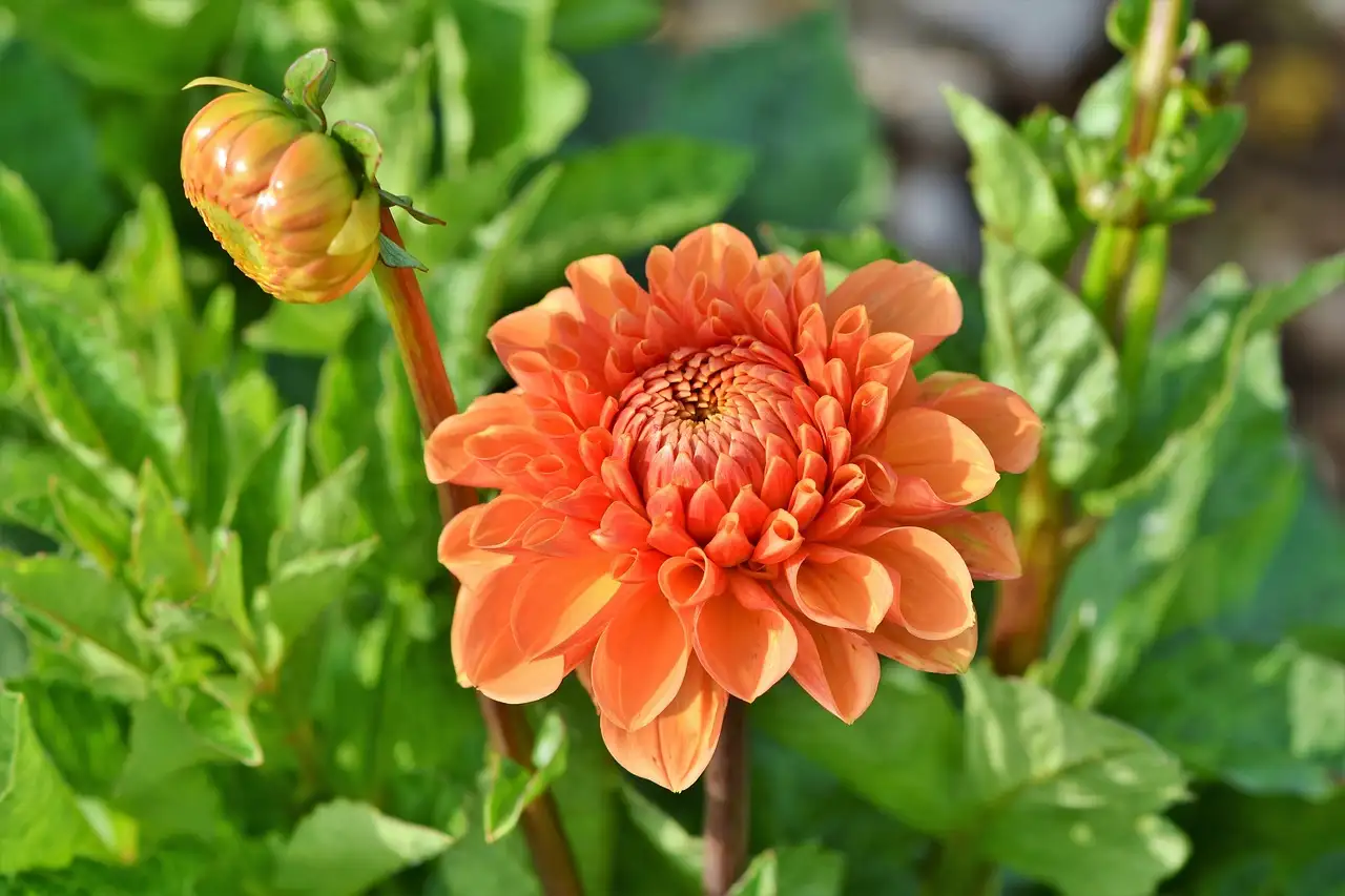 Tuinplant voor in de zon