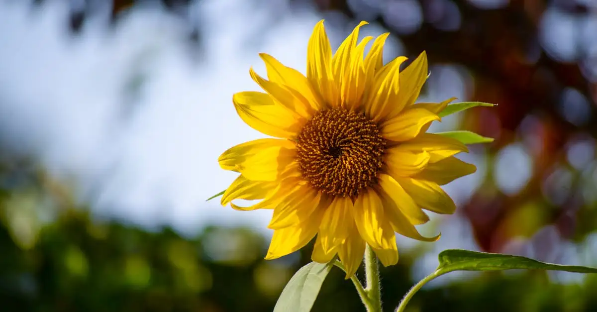 Zonnebloem tuindecoratie kopen voor een zonnige tuin