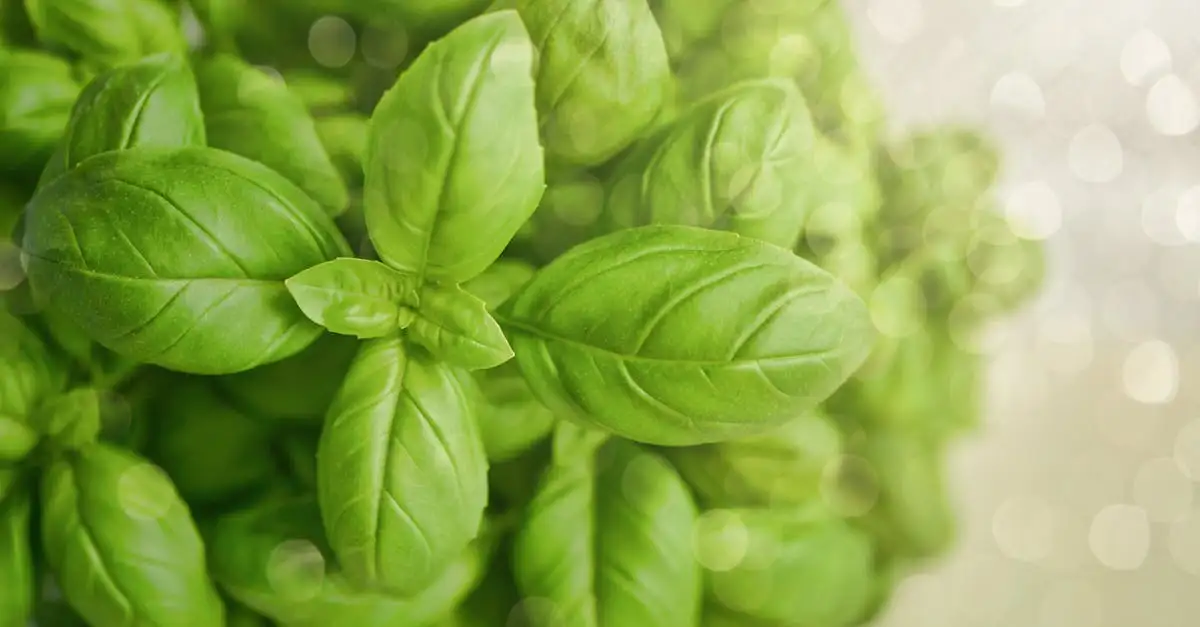 Basilicum tuinplant