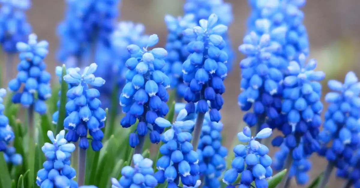 Blauwe tuinplant