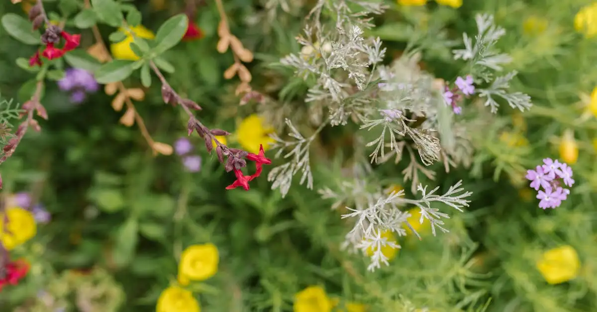 Ecologische siertuin