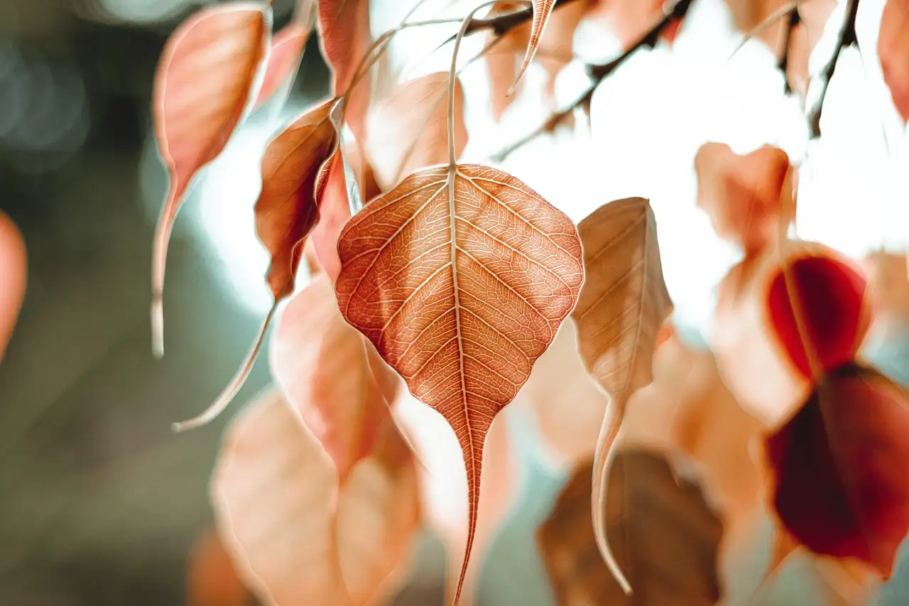Ficus tuinplant