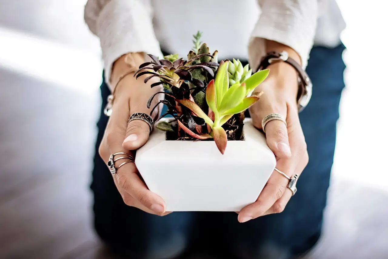 Gratis tuinplant