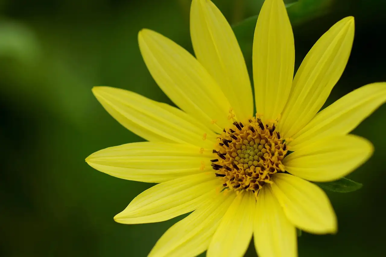 Margriet tuinplant