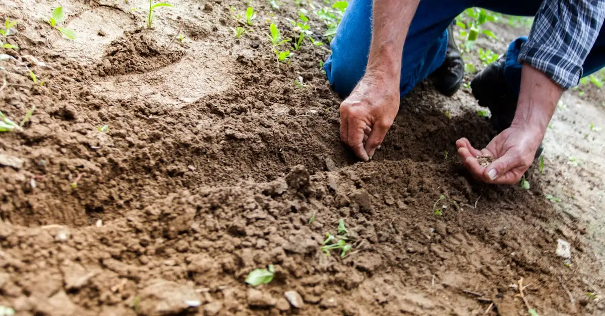 Moestuin tuinieren