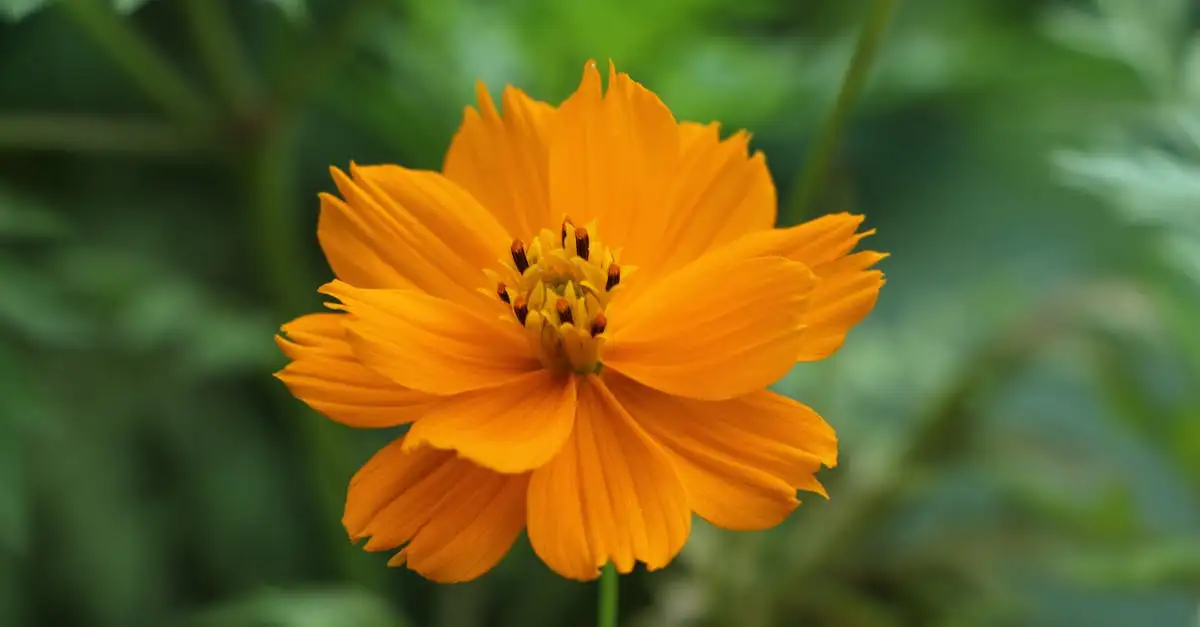 Oranje tuinplant