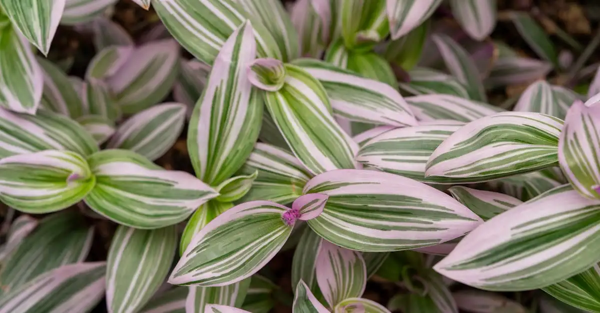 Tradescantia tuinplant