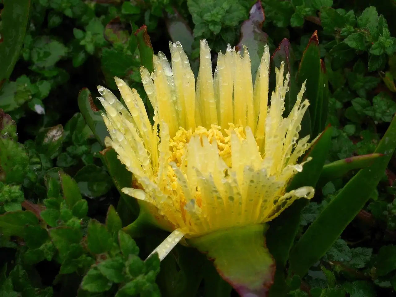 Tuin manieren