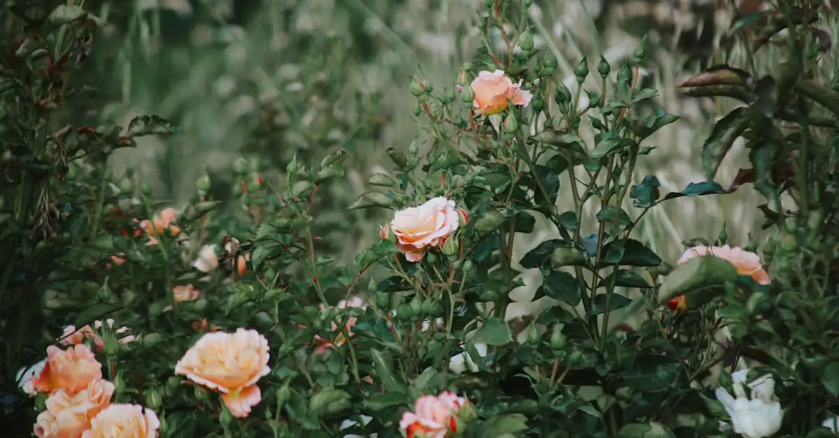 Tuinieren planten