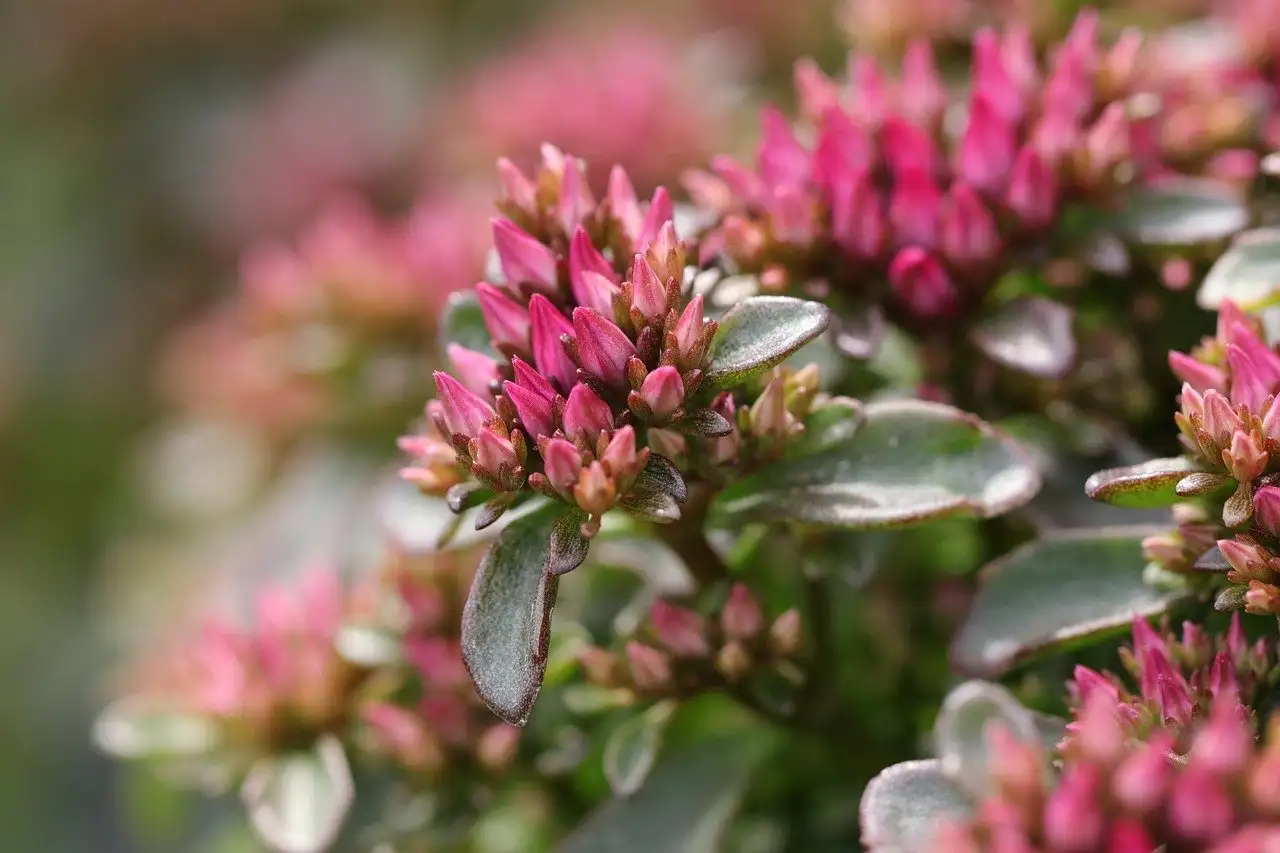 Tuinplant bezorgen cadeau