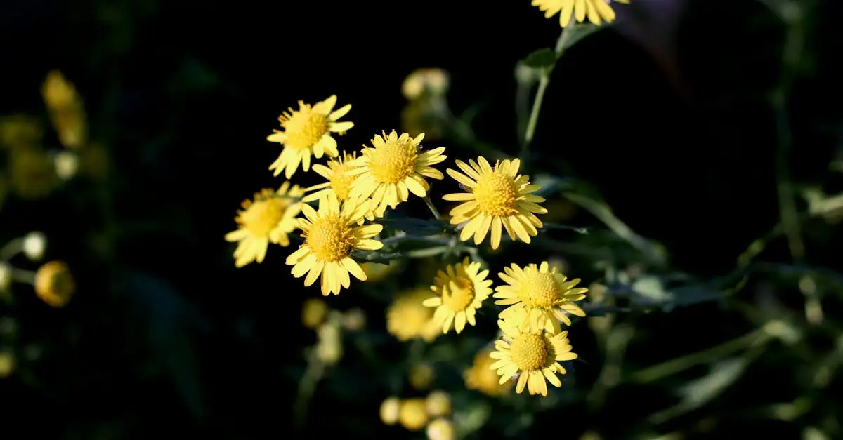 Tuinplant bloemen