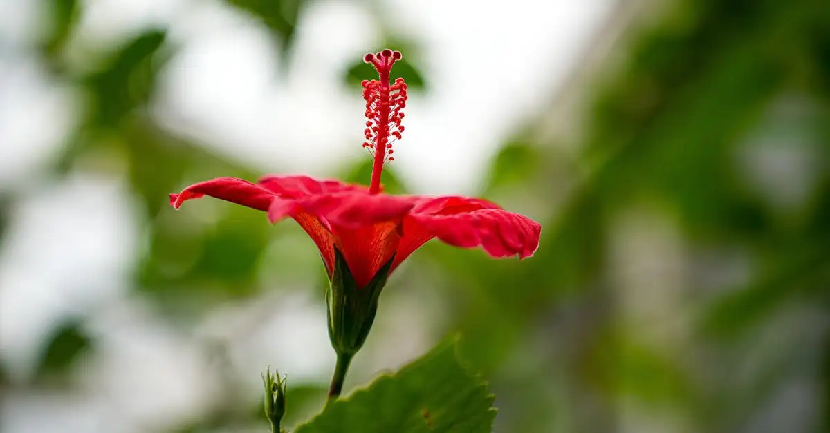 Tuinplant determineren