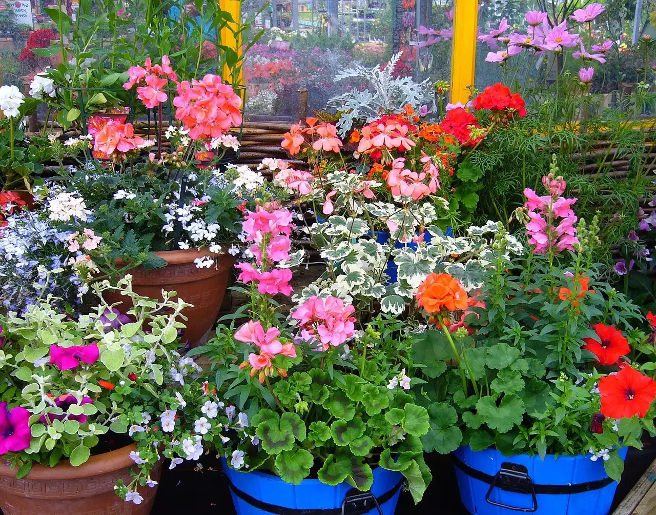 Tuinplant die lang bloeit