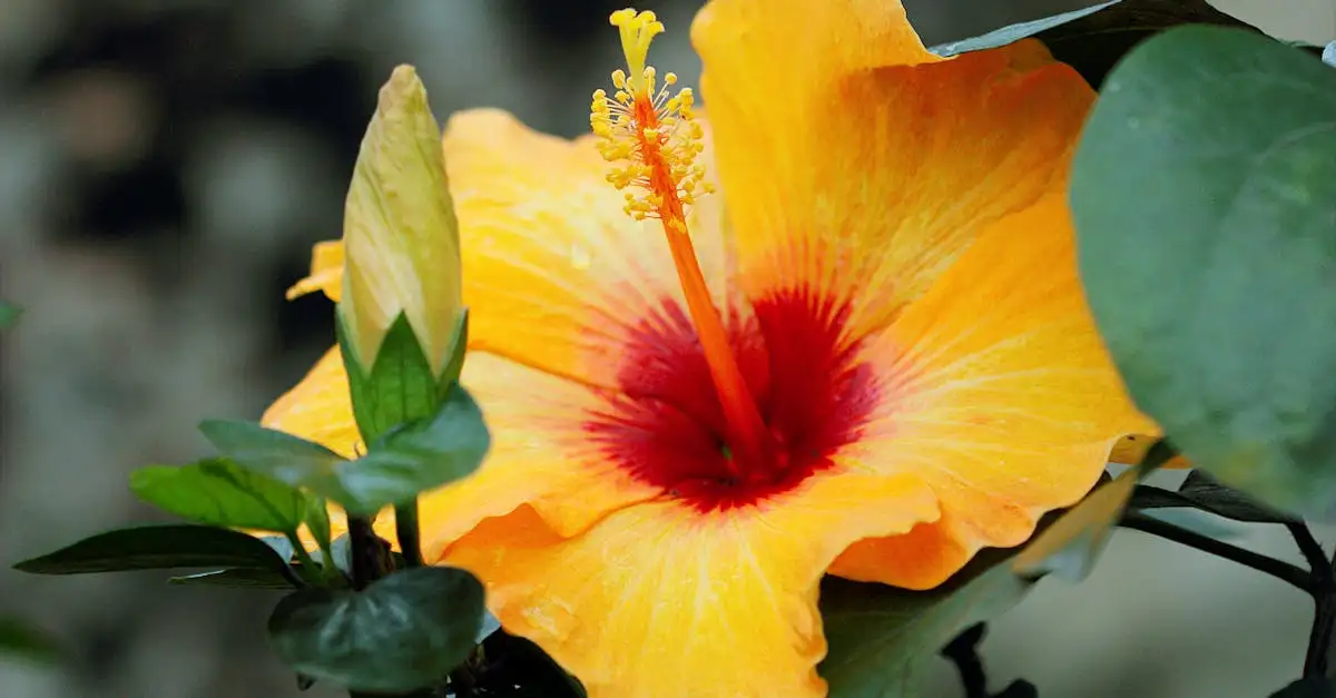 Tuinplant geel bloeiend