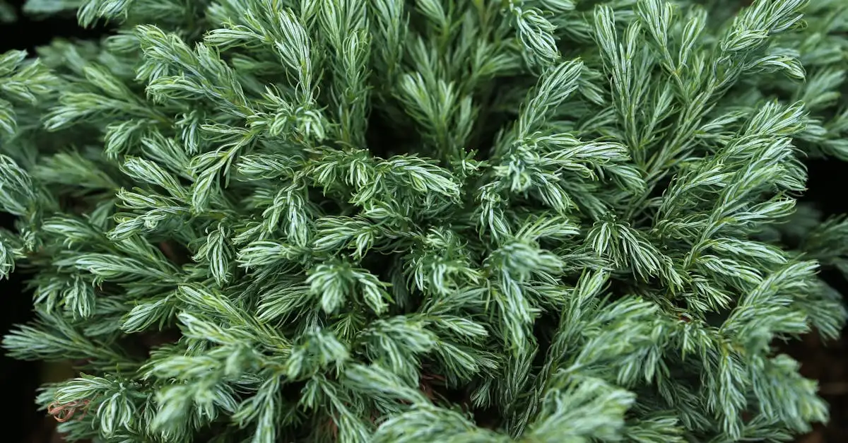 Tuinplant groenblijvend