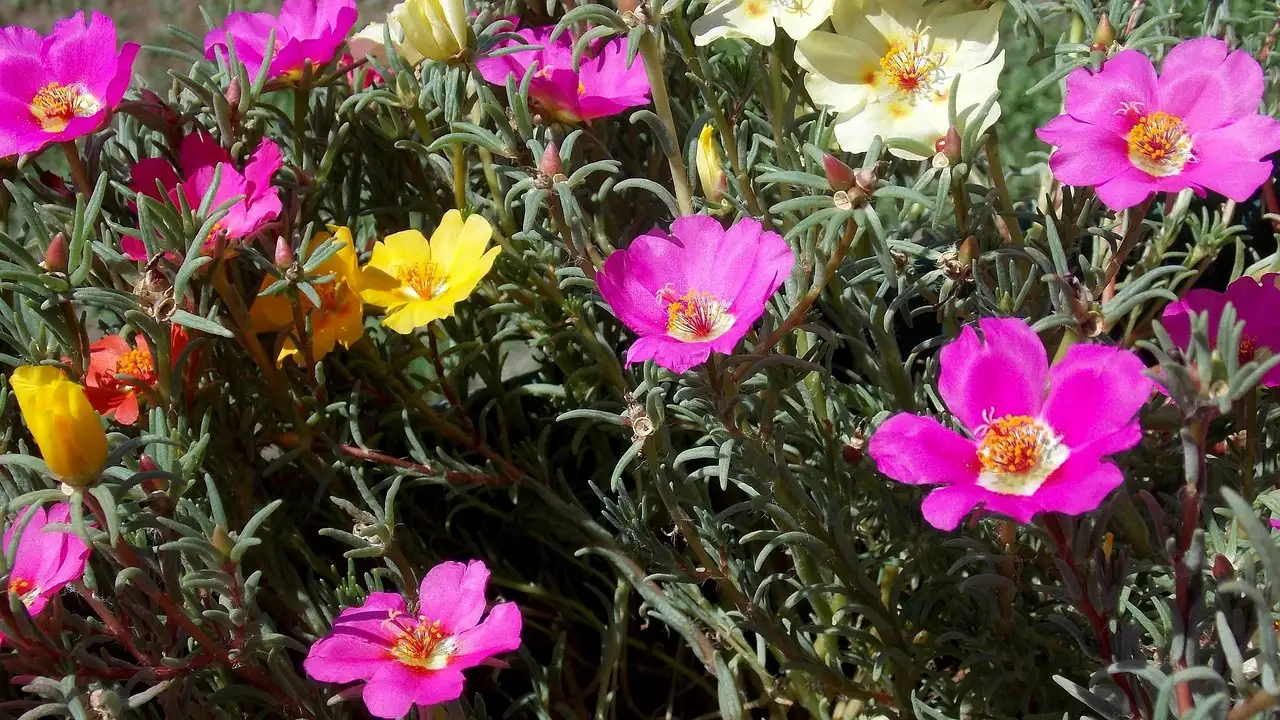 Tuinplant herkennen