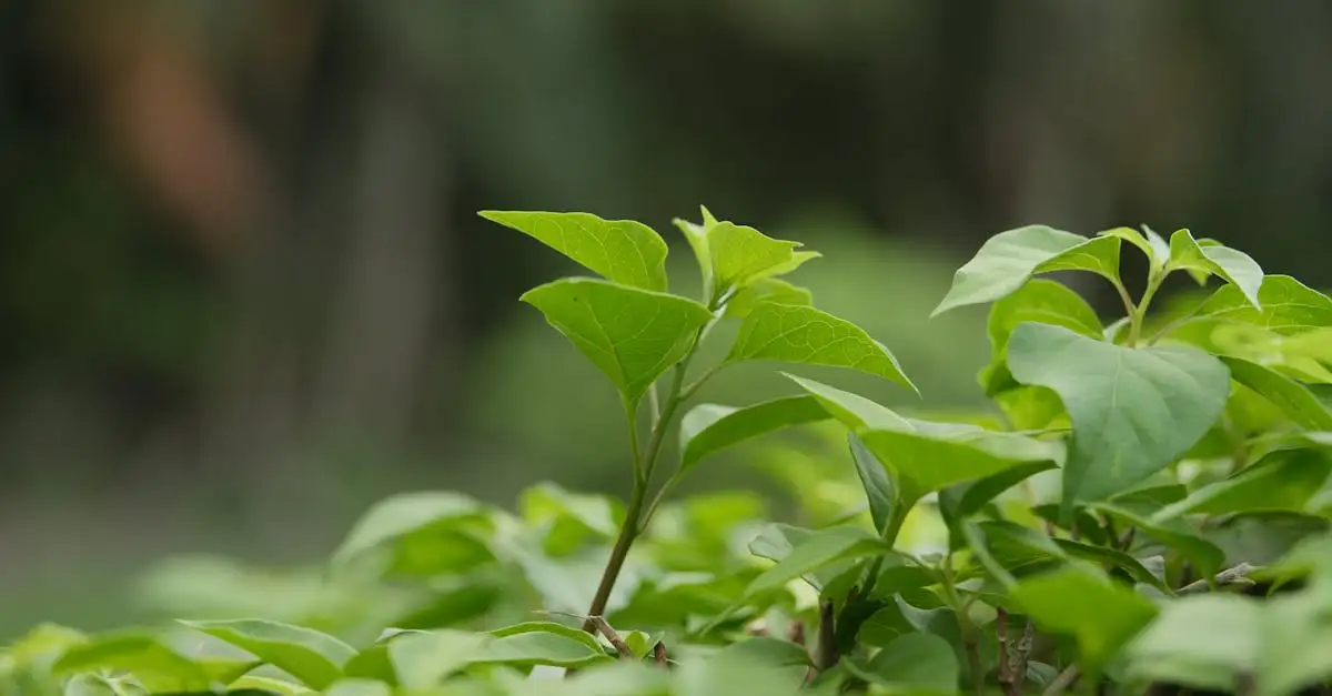 Tuinplant ideeen