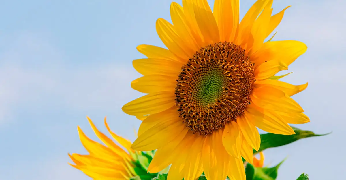 Tuinplant in volle zon