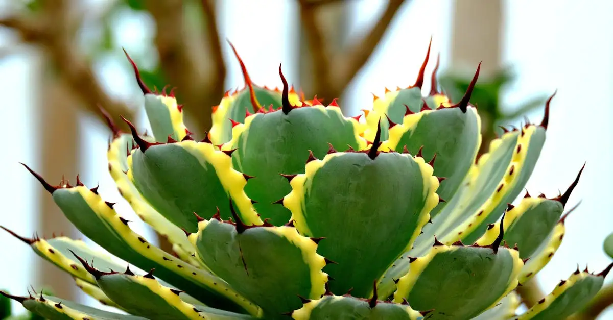 Tuinplant met groot groen blad